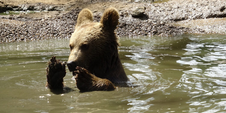 Koruma altındaki bozayılar, havuzda serinliyor