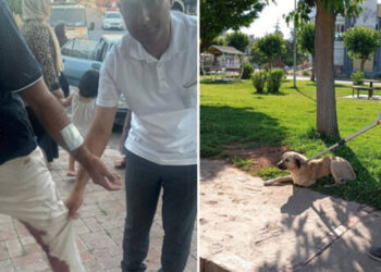 Kuduz köpeğin ısırdığı adam karantinaya alındı