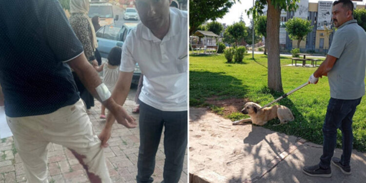 Kuduz köpeğin ısırdığı adam karantinaya alındı