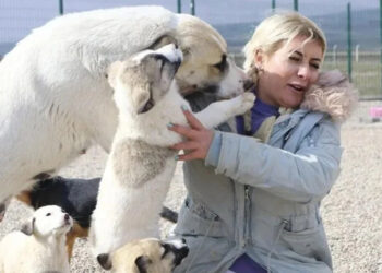Kuduz köpekleri Ankara'ya taşıyan dernek başkanı tutuklandı