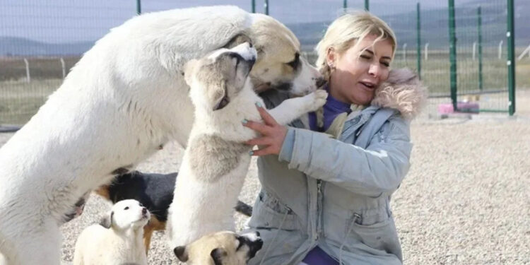 Kuduz köpekleri Ankara'ya taşıyan dernek başkanı tutuklandı