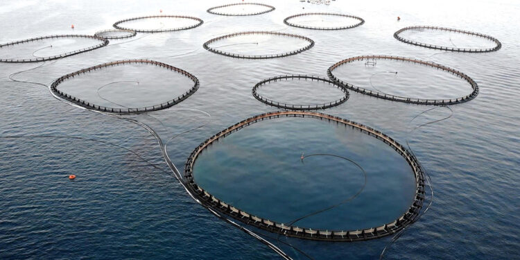 Kültür balıkçılığında üretim rekoru