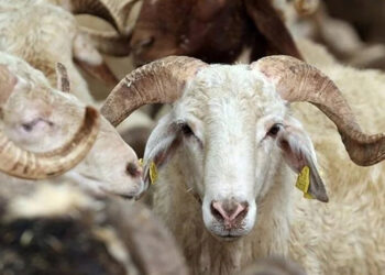 Kurban Bayramı'nın önemi