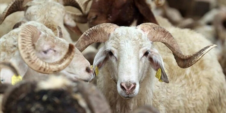 Kurban Bayramı'nın önemi