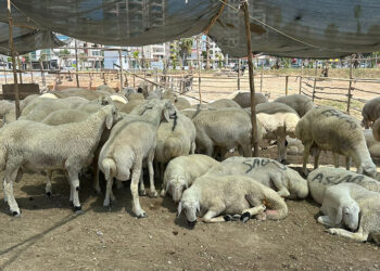 Kurban kesecekler dikkat! Sokakta kurban kesimine 4 bin 810 ceza