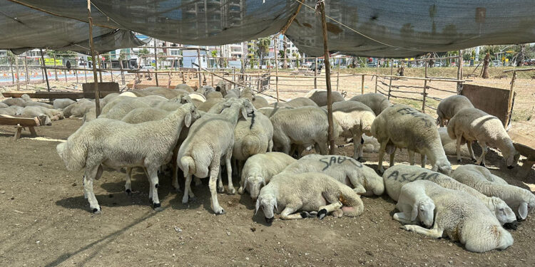 Kurban kesecekler dikkat! Sokakta kurban kesimine 4 bin 810 ceza