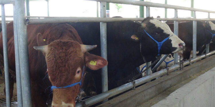 Kurbanlık alımında dikkat edilmesi gerekenler neler?