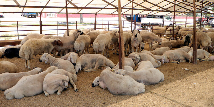 Kurbanlıkları sıcaktan korumalıyız