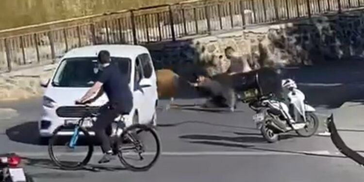 Maltepe'de kaçan boğa sahibini yerde sürükledi