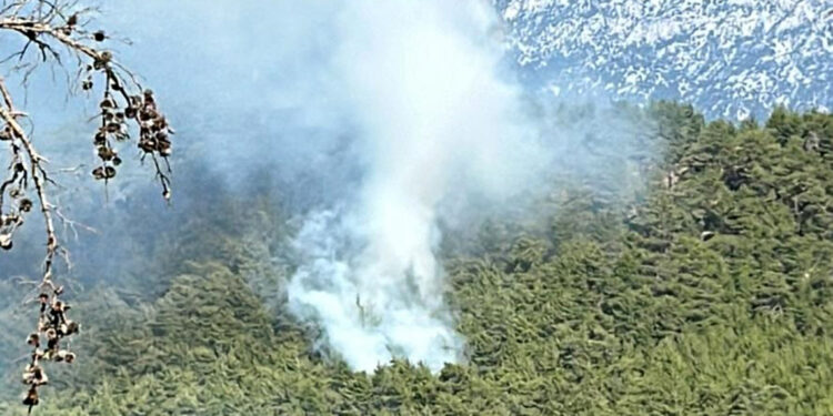 Manavgat'ta ormanda yangın çıktı