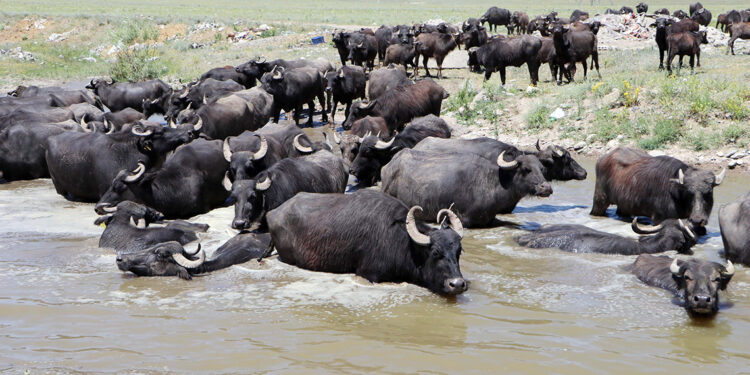 Mandalar, doğal gölette çamurlu suda serinledi