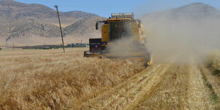 Mardin Ovası'nda hasat zamanı