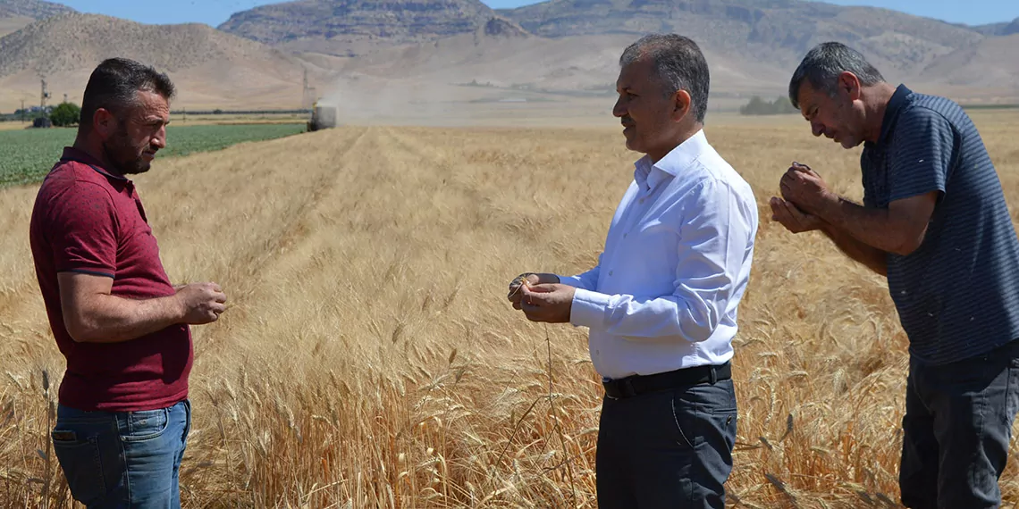 Mardin ovası'nda hasat zamanı