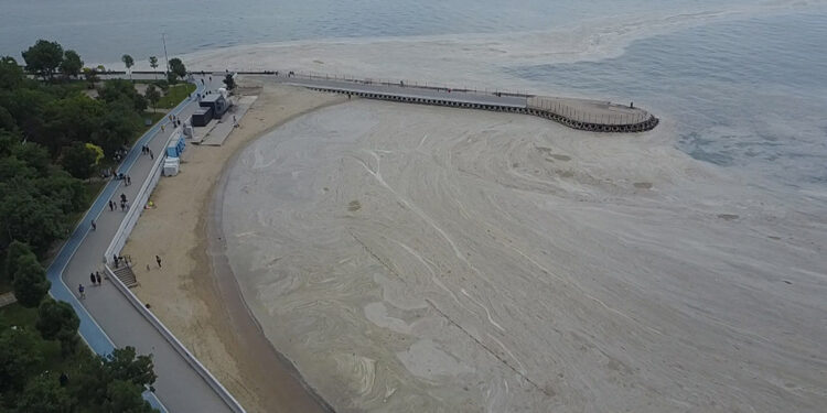 Marmara'da müsilaj, bu yaz olası değil