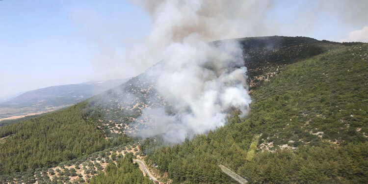 Milas'ta orman yangını