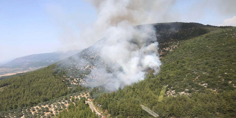 Muğla'daki orman yangınının çıkış nedeni, sigara izmariti