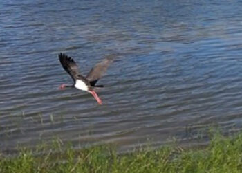 Nadir görülen karaleylek dron ile görüntülendi