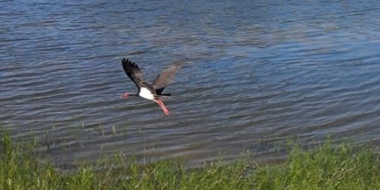 Nadir görülen karaleylek dron ile görüntülendi