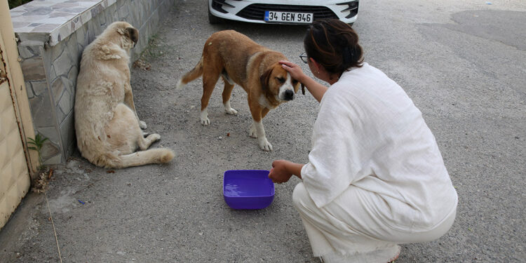 Sıcak havalarda sokak hayvanları için bir kap su çağrısı