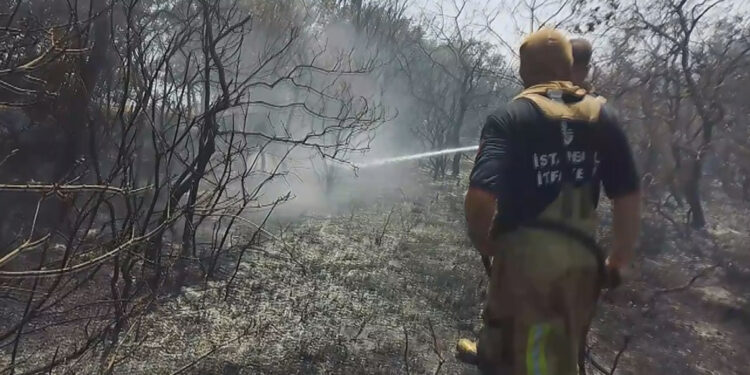 Silivri'de ormanda yangın
