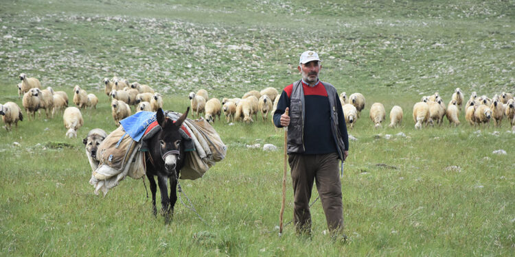 Sivas'ta çoban bulamayan köylüler, hayvanlarını satıyor