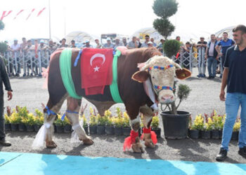 Sultangazi'de ‘En Güzel Kurban Yarışması’ düzenlendi