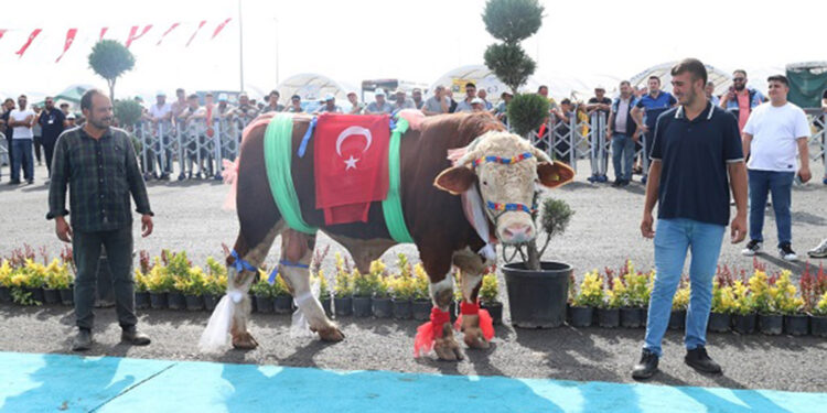 Sultangazi'de ‘En Güzel Kurban Yarışması’ düzenlendi