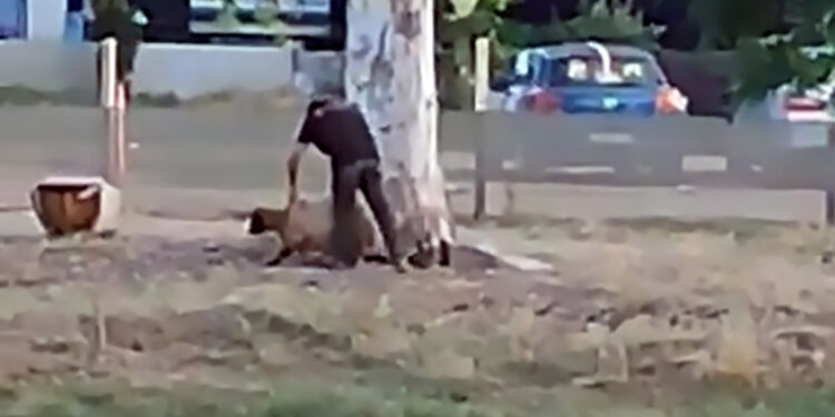 Sürüden ayrılan koyuna şiddet uyguladı