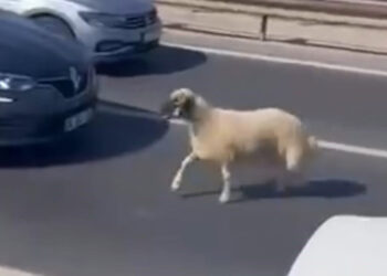 TEM Otoyolu'nda sahibinden kaçan koyun trafiği birbirine kattı