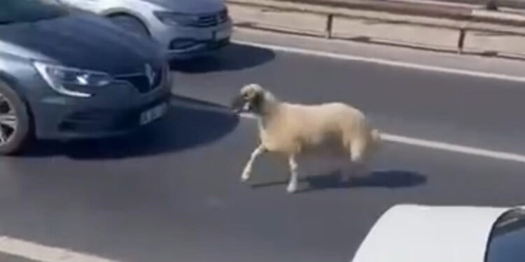 TEM Otoyolu'nda sahibinden kaçan koyun trafiği birbirine kattı