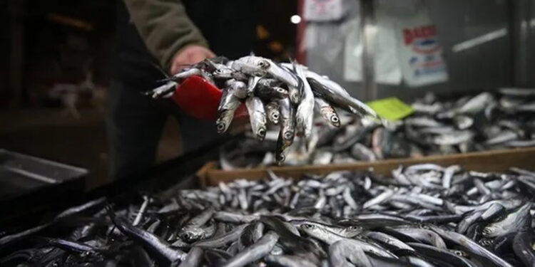 TÜİK: Su ürünleri üretimi 2023'te yüzde 18,6 arttı