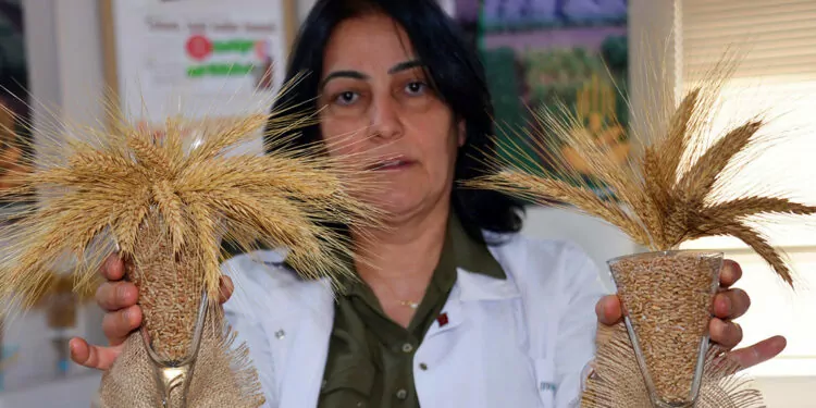 Tarımsal araştırma enstitüsü, türk tarımına hizmet ediyor