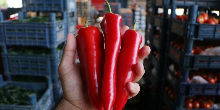 Tarlada kilosu 15 lira olan kapya biberin marketteki fiyatı 80 lira