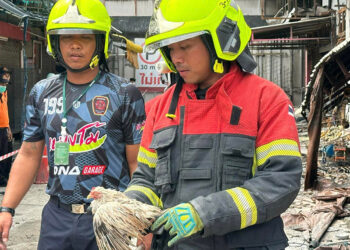 Tayland'da evcil hayvan pazarında yangın: Binlerce hayvan öldü