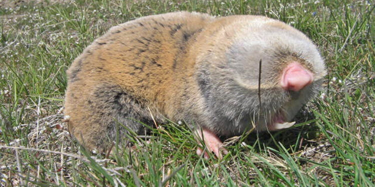 Tıp ve arkeolojinin ilgi odağı 'kör fareleri' 40 yıldır inceliyor