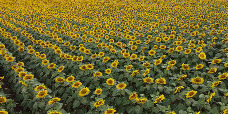 Trakya'nın 'sarı gelini' sıcaklık stresini şimdilik yendi