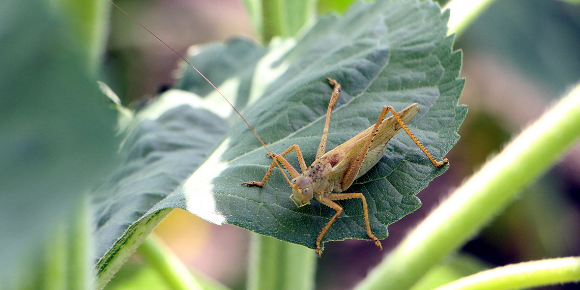 Trakya Üniversitesi (TÜ) Mühendislik Fakültesi Genetik ve Biyomühendislik Bölüm Başkanı ve Bitki Islahı Merkezi Müdürü Prof. Dr. Yalçın Kaya, son 70 yılın en kurak kışının yaşandığı Edirne'de ayçiçeğinin son yağışlarla sıcaklık stresini yendiğini belirterek, çekirge tehlikesine dikkat çekti.