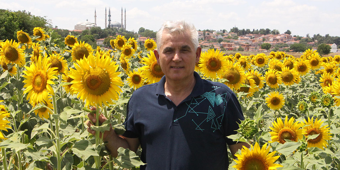 Trakya'nın 'sarı gelini' sıcaklık stresini şimdilik yendi