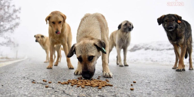 Türk halkının yüzde 47,9’u sokak hayvanlarını tehlikeli buluyor