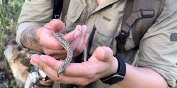 Türkiye'deki tek boa yılanı türünü görüntüledi