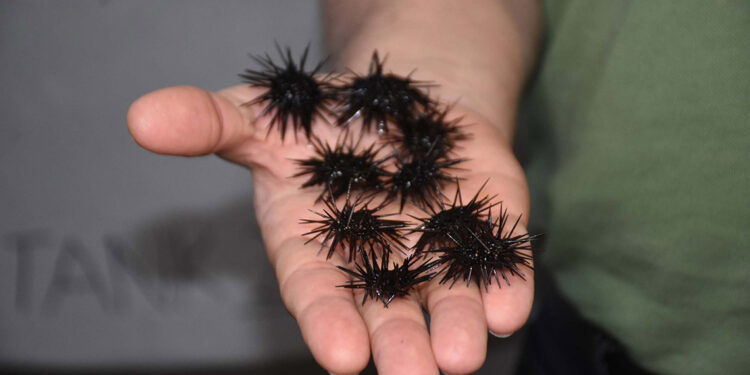 Üretilen 2 milyon denizkestanesiyle popülasyona katkı sağlayacaklar