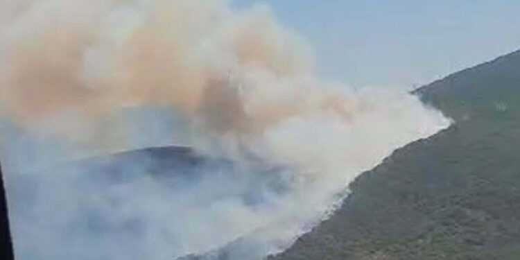 Urla'da ormanda yangın çıktı