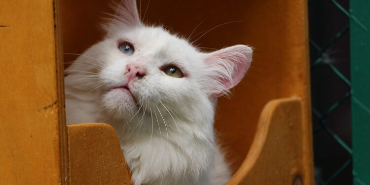 Van Kedi Villası'nın muhtarı 18 yaşında