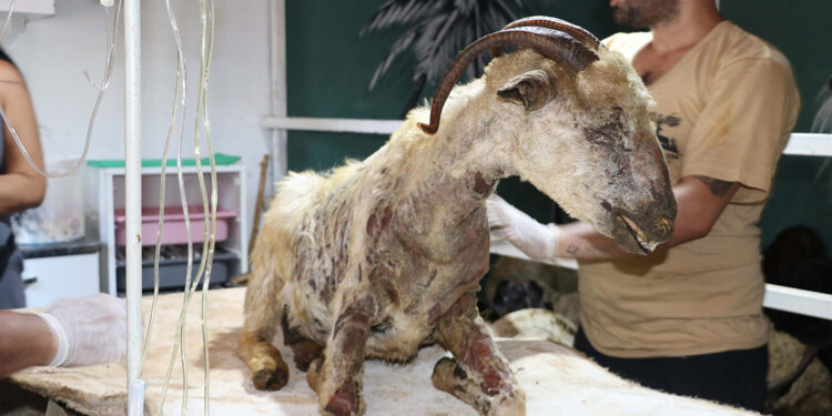 Yangında yaralanan 26 hayvan 'Kurtarılmış Hayvan Çiftliği'nde