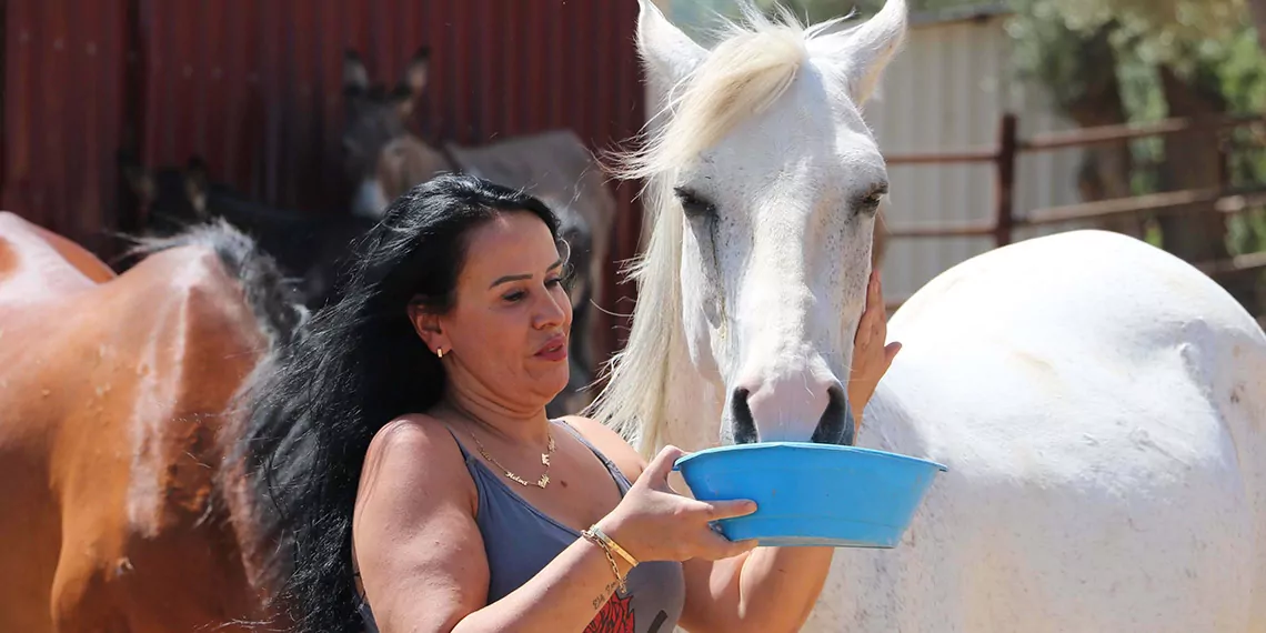 Angels farm kurtarılmış hayvan çiftliği kurucusu sibel çakır, "mardin ile diyarbakır sınırında çıkan ve yerleşim yerlerine de sıçrayan yangından kurtarılan 141 yaralı hayvanı tedavi ettik. Durumu ağır olan 26 keçi ve koyunun ise çiftliğimizde şu an tedavileri devam ediyor" dedi.