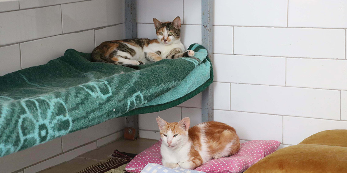 Yangında yaralanan 26 hayvan 'Kurtarılmış Hayvan Çiftliği'nde