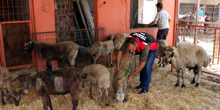 Yangında yaralanan koyunlara huzur terapisi