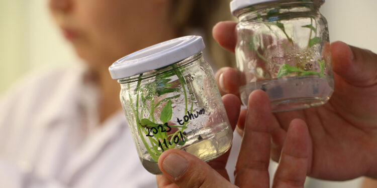 Yerli şeker pancarı tohumunda üretim başladı