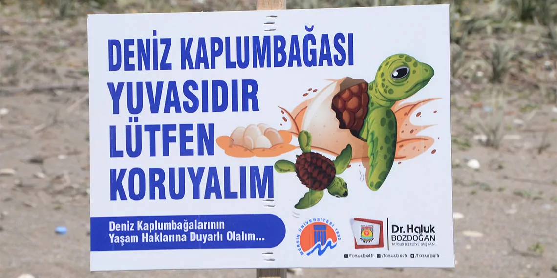 Mersin sahillerinde carettaların yuvalama dönemi; uzmanı deniz kaplumbağalarının rahatsız edilmemesi için uyarıda bulundu.