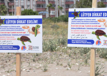 Caretta carettaların yuvalama dönemi başladı